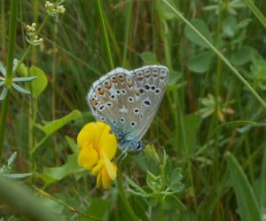 bellargus