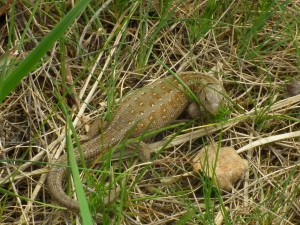 DSCF0157_4_Vrchbela