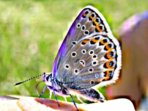 IMG_2542