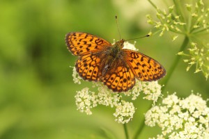 IMG_9607