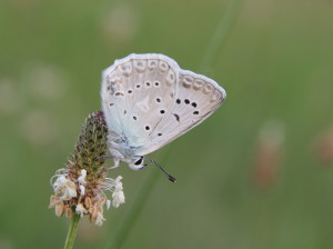 Modrásek hnědoskvrnný