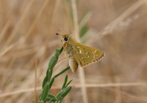 comma