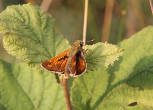 comma2