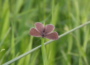minimus