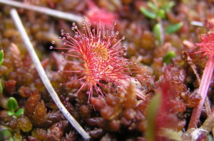 pod_polomkou_04