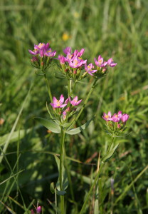zeměžluč