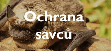 Ochrana savců